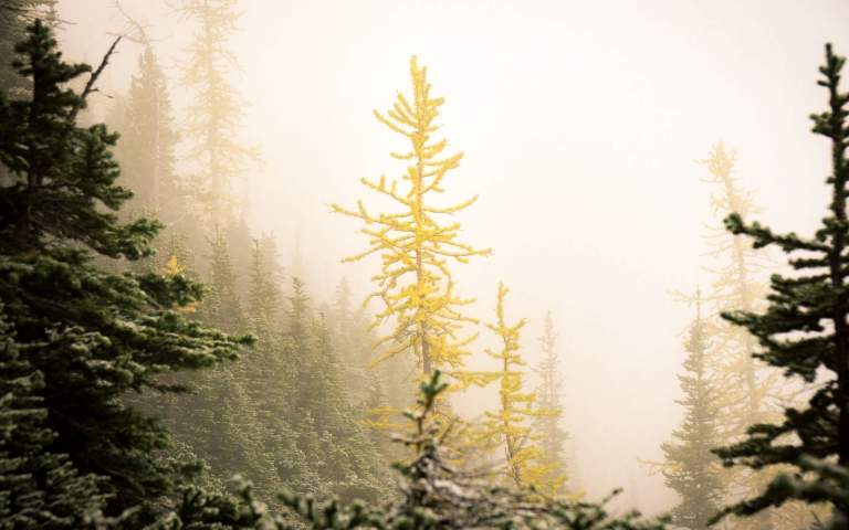 Landscape Photos. Featured LIFELIGHTLENS image of a golden larch standing out in the fog