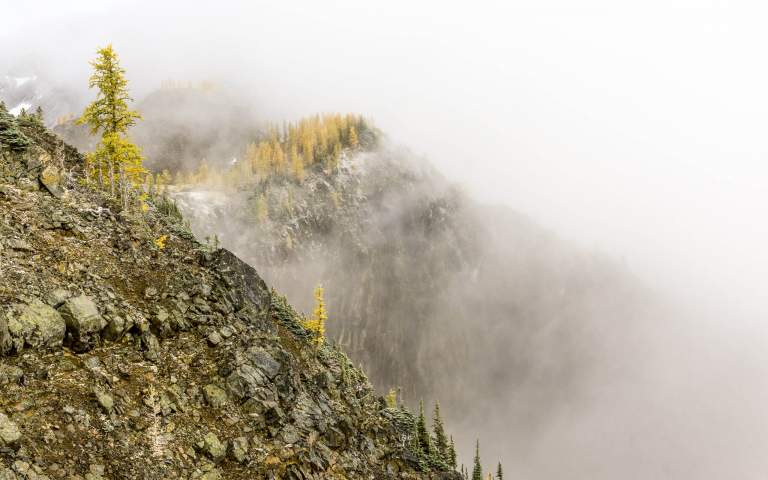Landscape Photos. Featured LIFELIGHTLENS image of fog shrouding larches on a mountainside