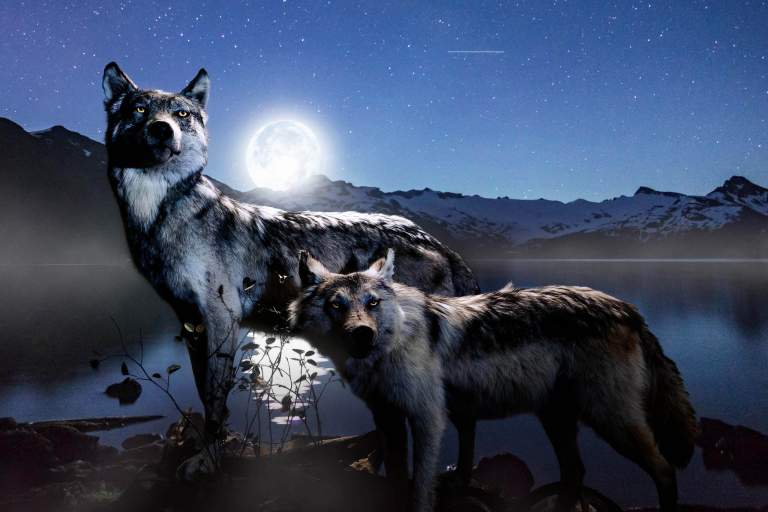 A photo of two wolves standing by a lake surrounded by fog, stars, and a full moon