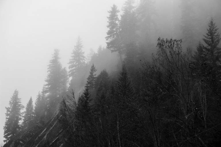 A photo of a black and white forest and fog