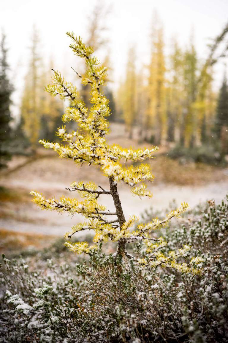An image of a small golden larch in the foreground with a forest behind in the background